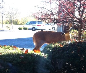 Deer Friend